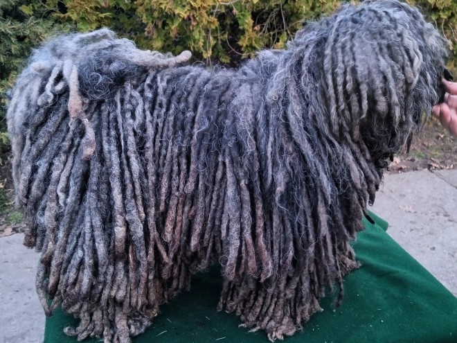 Puli puppy for sale